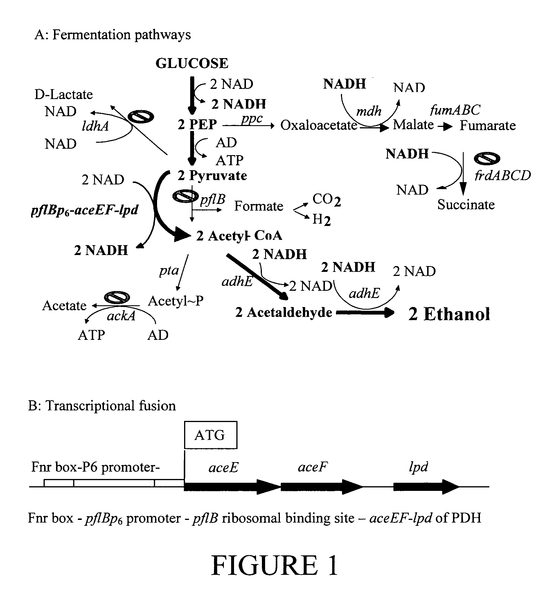 Native homoethanol Pathway for ethanol production in E. coli