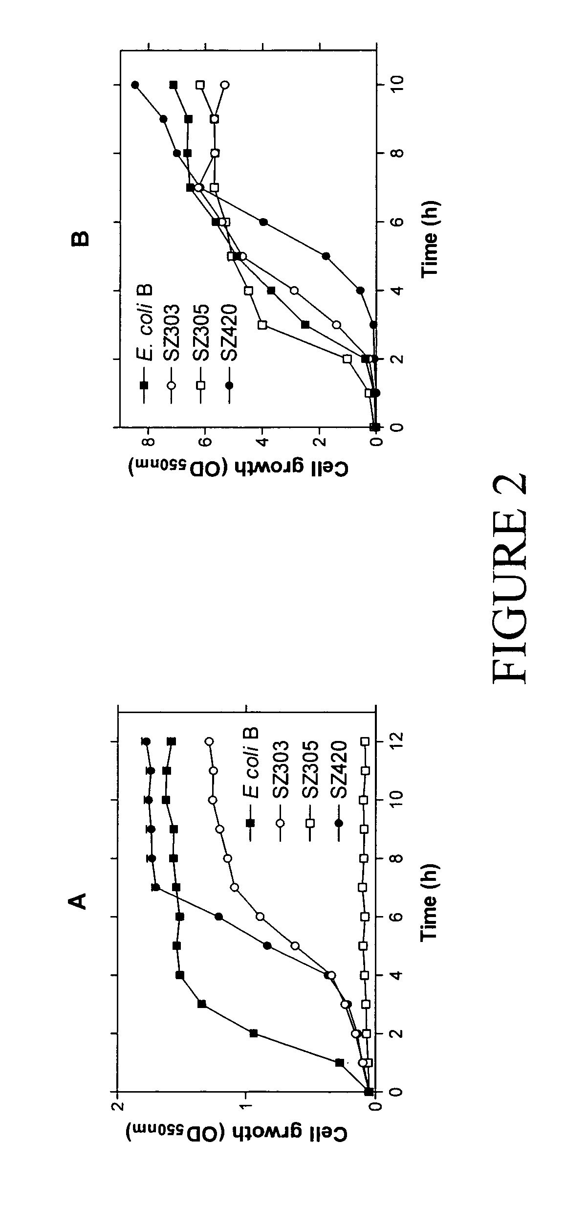 Native homoethanol Pathway for ethanol production in E. coli