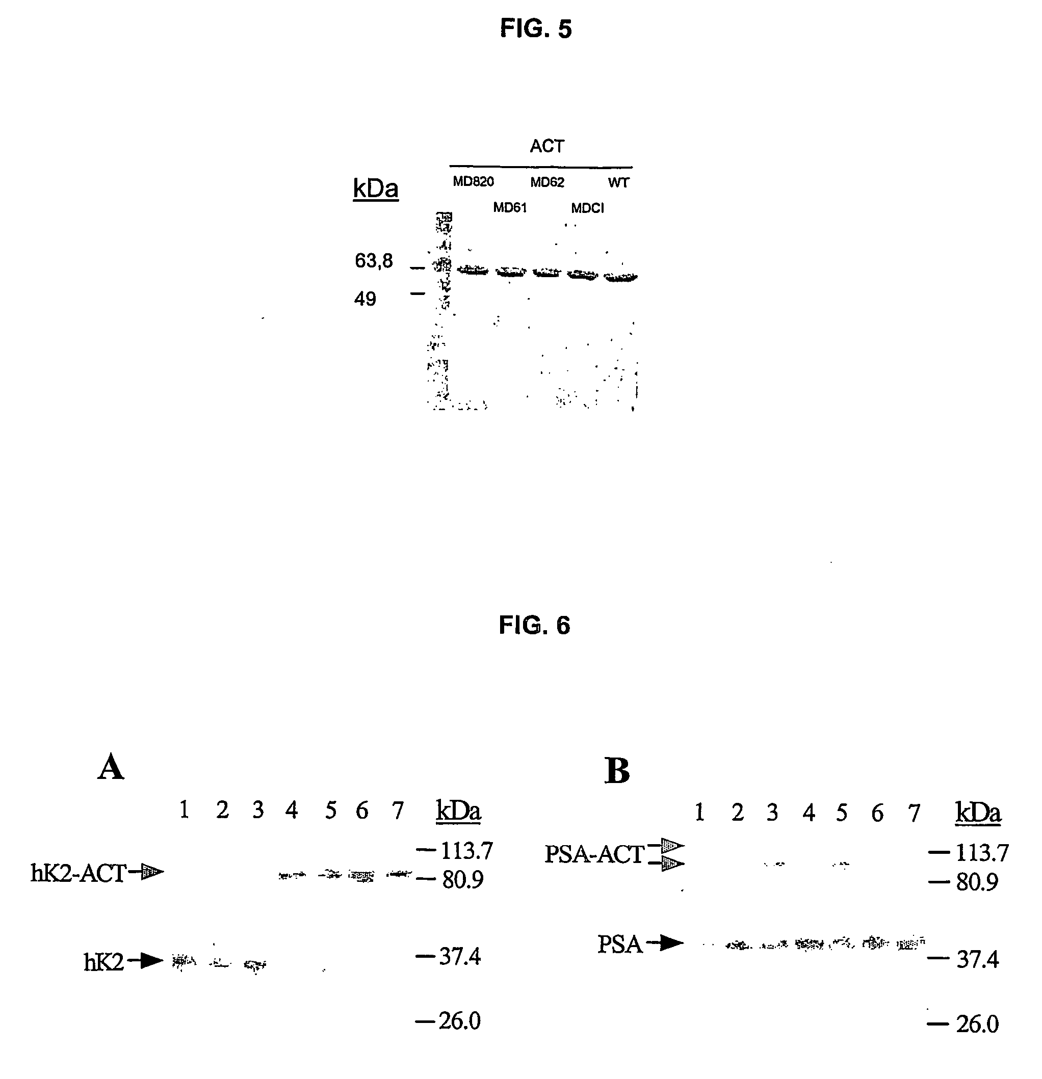 Inhibitor proteins of a protease and use thereof