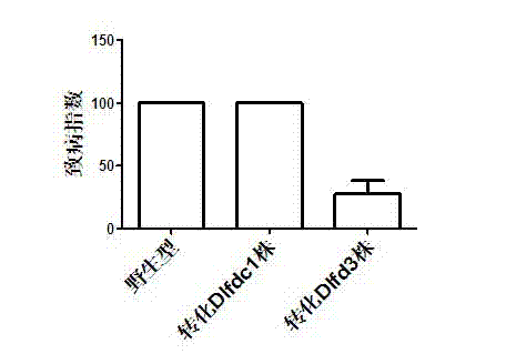 Method for improving disease resistance by transforming arethusa with longan ferredoxin gene