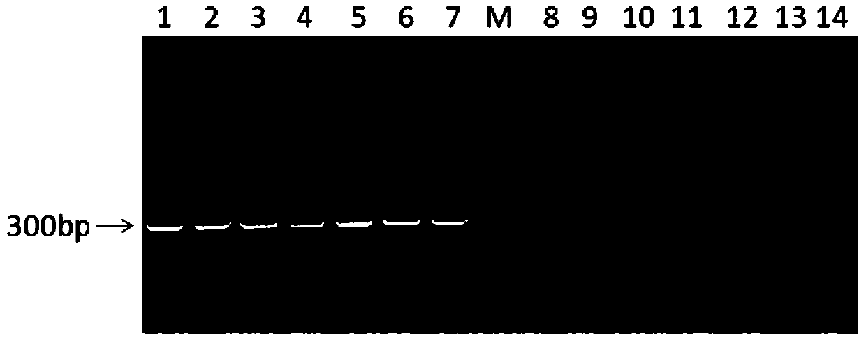 Method for detecting live attenuated Brucella vaccine strain and wild strain and application of method