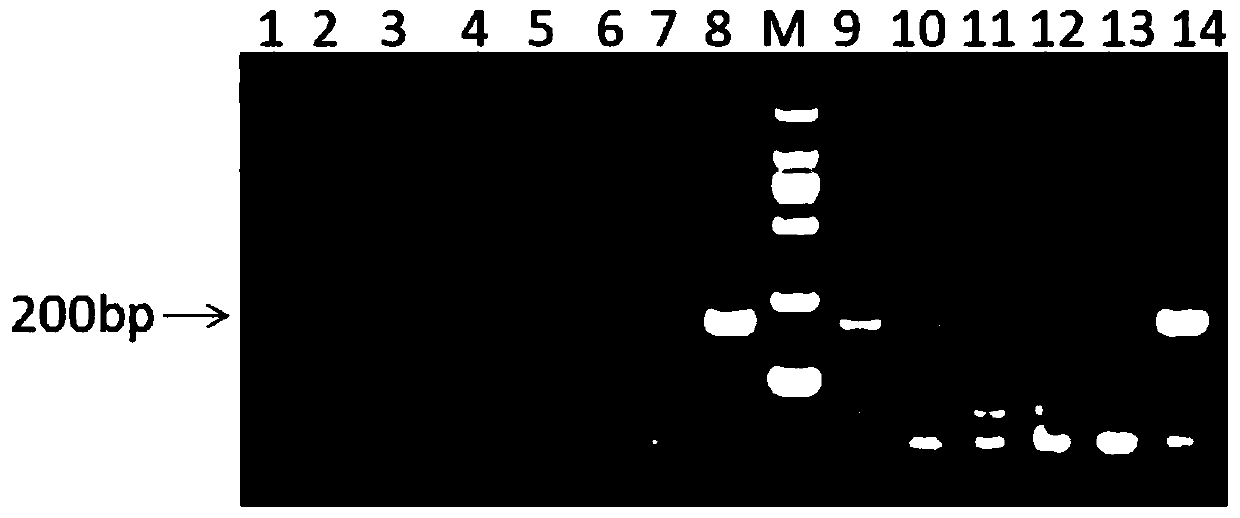 Method for detecting live attenuated Brucella vaccine strain and wild strain and application of method