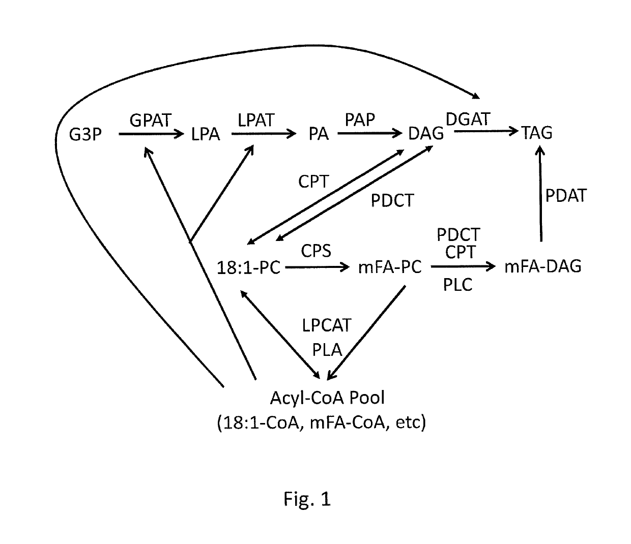 Engineering cyclopropane fatty acid accumulation in plants