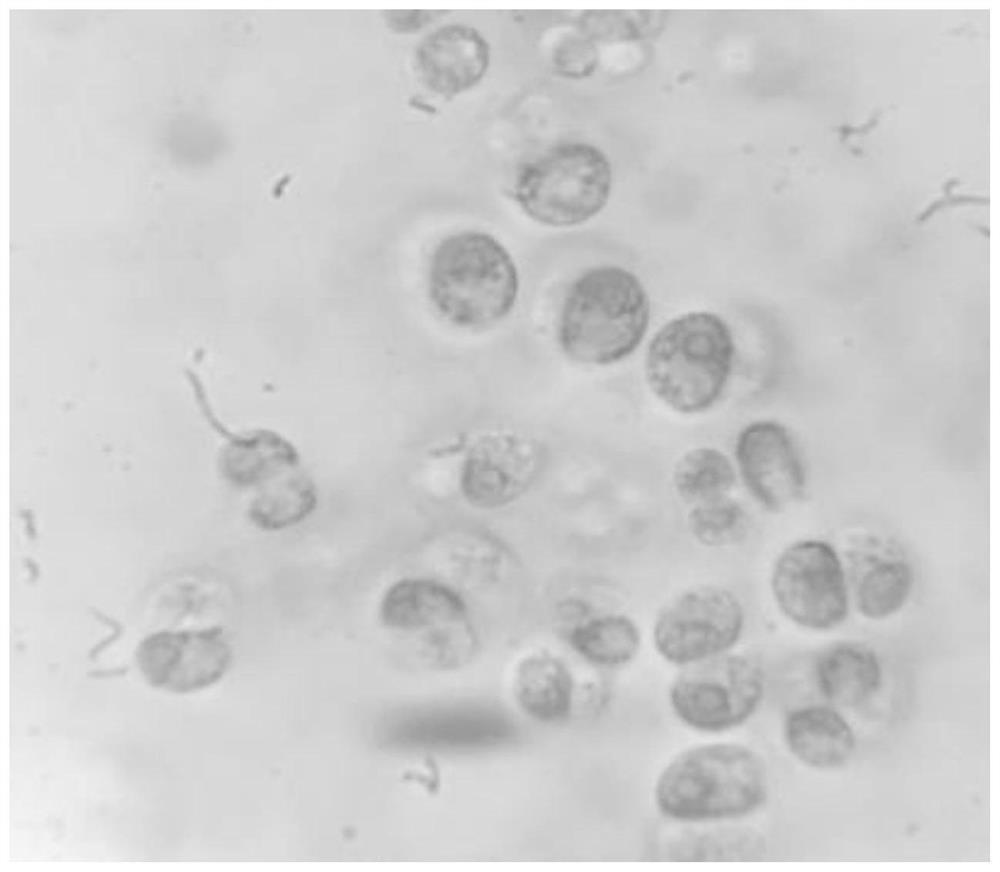 A Chlamydomonas strain and its application in biogas slurry purification