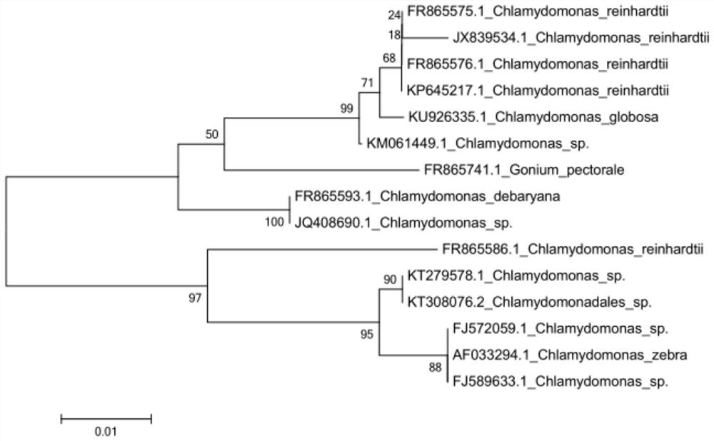 A Chlamydomonas strain and its application in biogas slurry purification