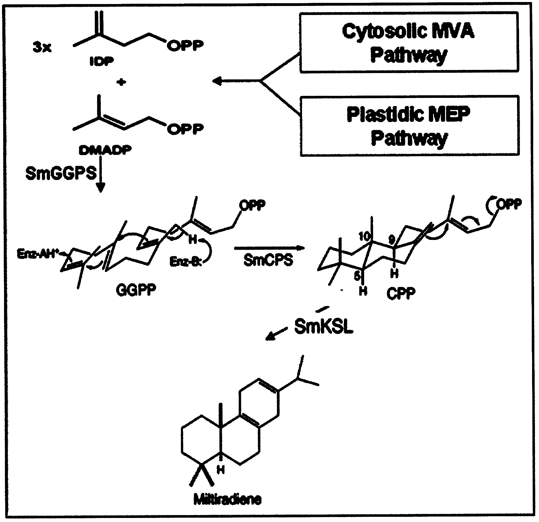 Brewer yeast gene engineering strains for producing miltiradiene, and construction method and application of brewer yeast gene engineering strains