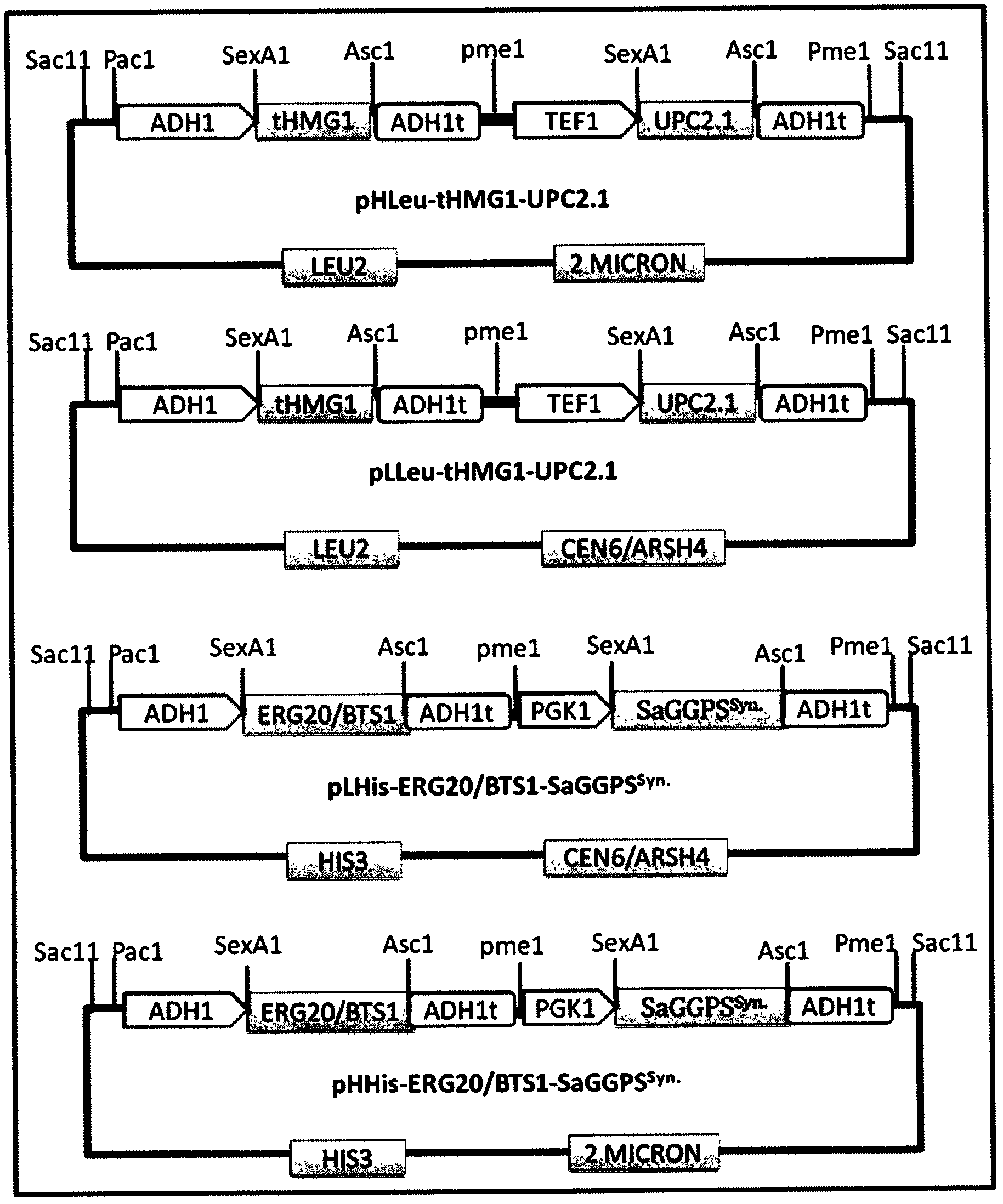 Brewer yeast gene engineering strains for producing miltiradiene, and construction method and application of brewer yeast gene engineering strains