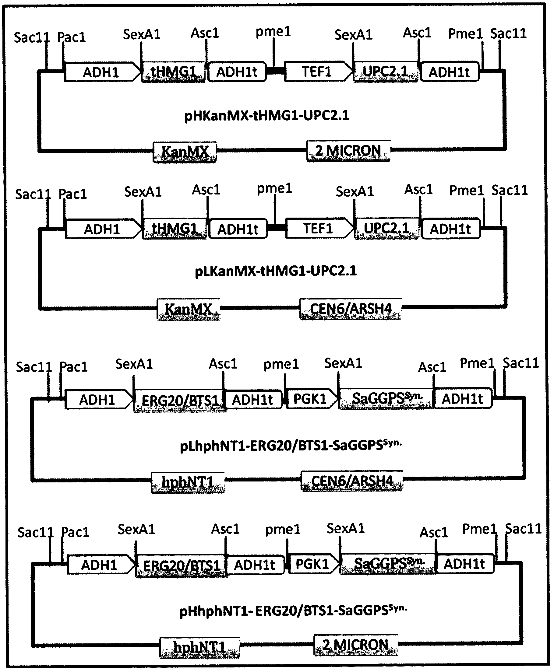 Brewer yeast gene engineering strains for producing miltiradiene, and construction method and application of brewer yeast gene engineering strains