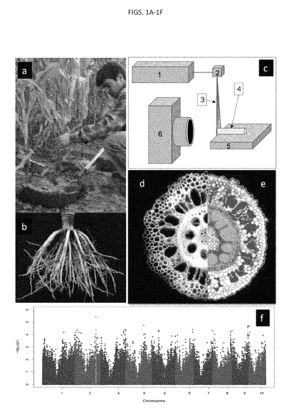 Targeted modification of maize roots to enhance abiotic stress tolerance