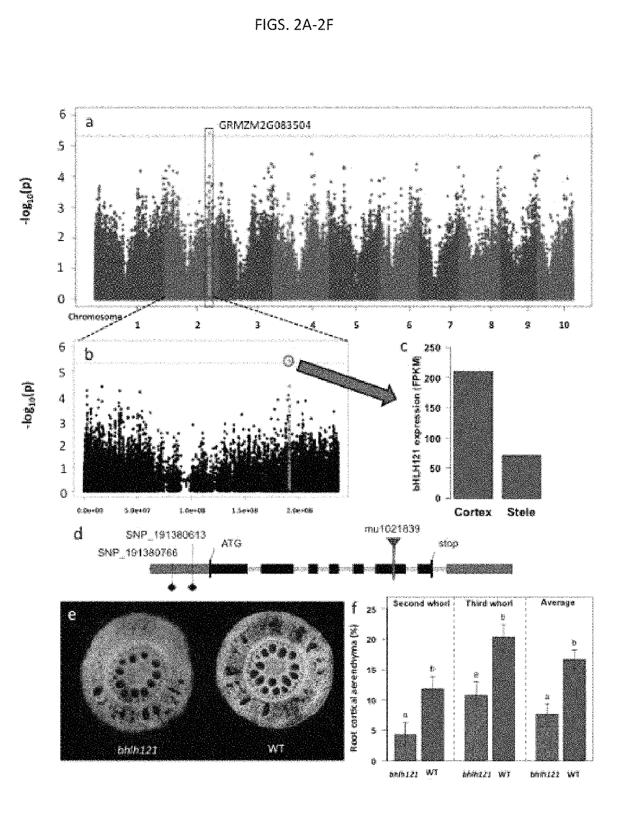 Targeted modification of maize roots to enhance abiotic stress tolerance