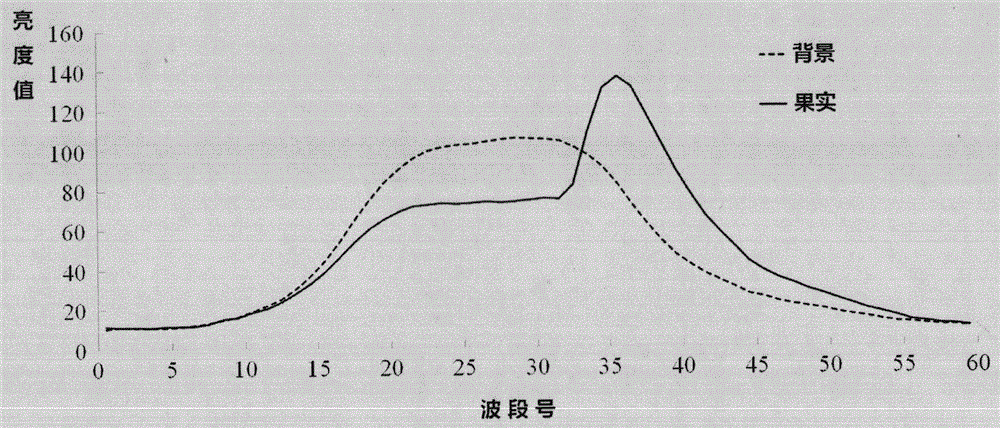 Identification method of overripe L. indigo fruit based on hyperspectral images