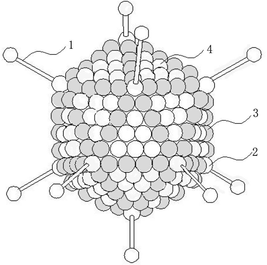 Spherical virus model teaching aid