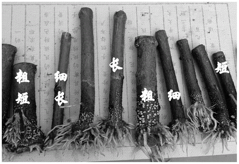 A kind of method of black locust hard branch cutting rooting