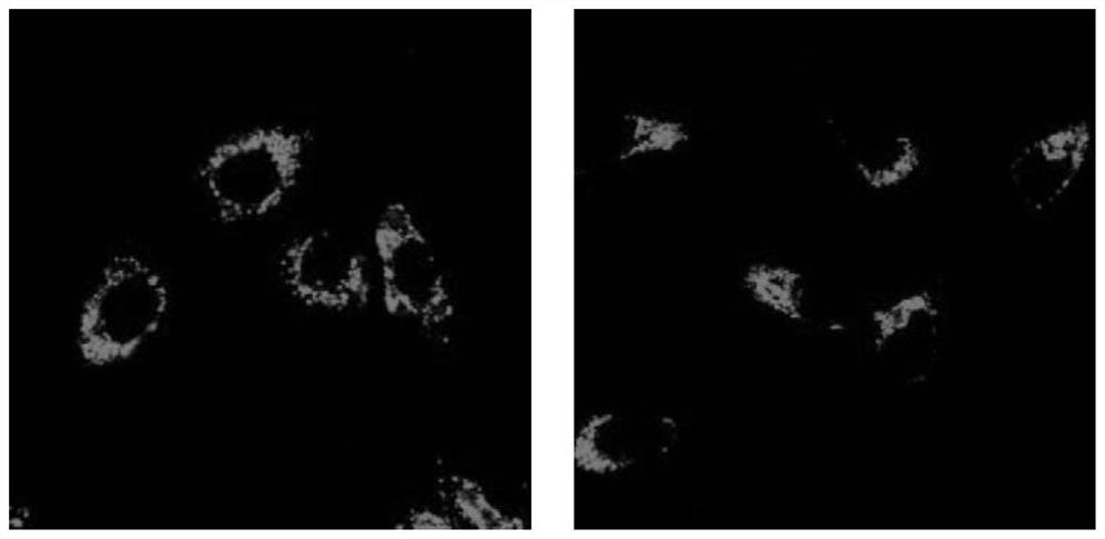 Fluorescent probe containing active molecules of flavonoids and its preparation method and application