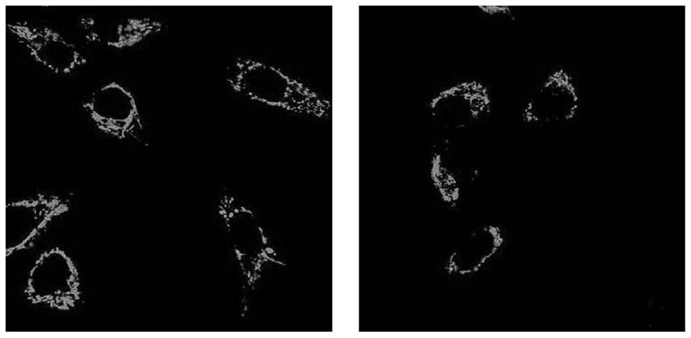 Fluorescent probe containing active molecules of flavonoids and its preparation method and application