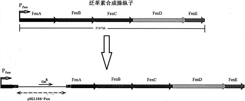 Bio-control bacillus subtilis surfactin separation and purification method