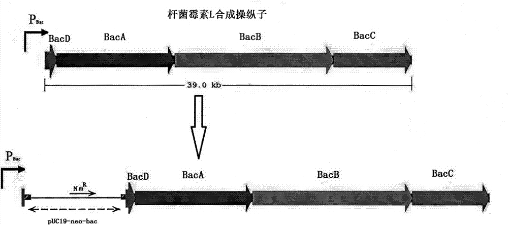 Bio-control bacillus subtilis surfactin separation and purification method