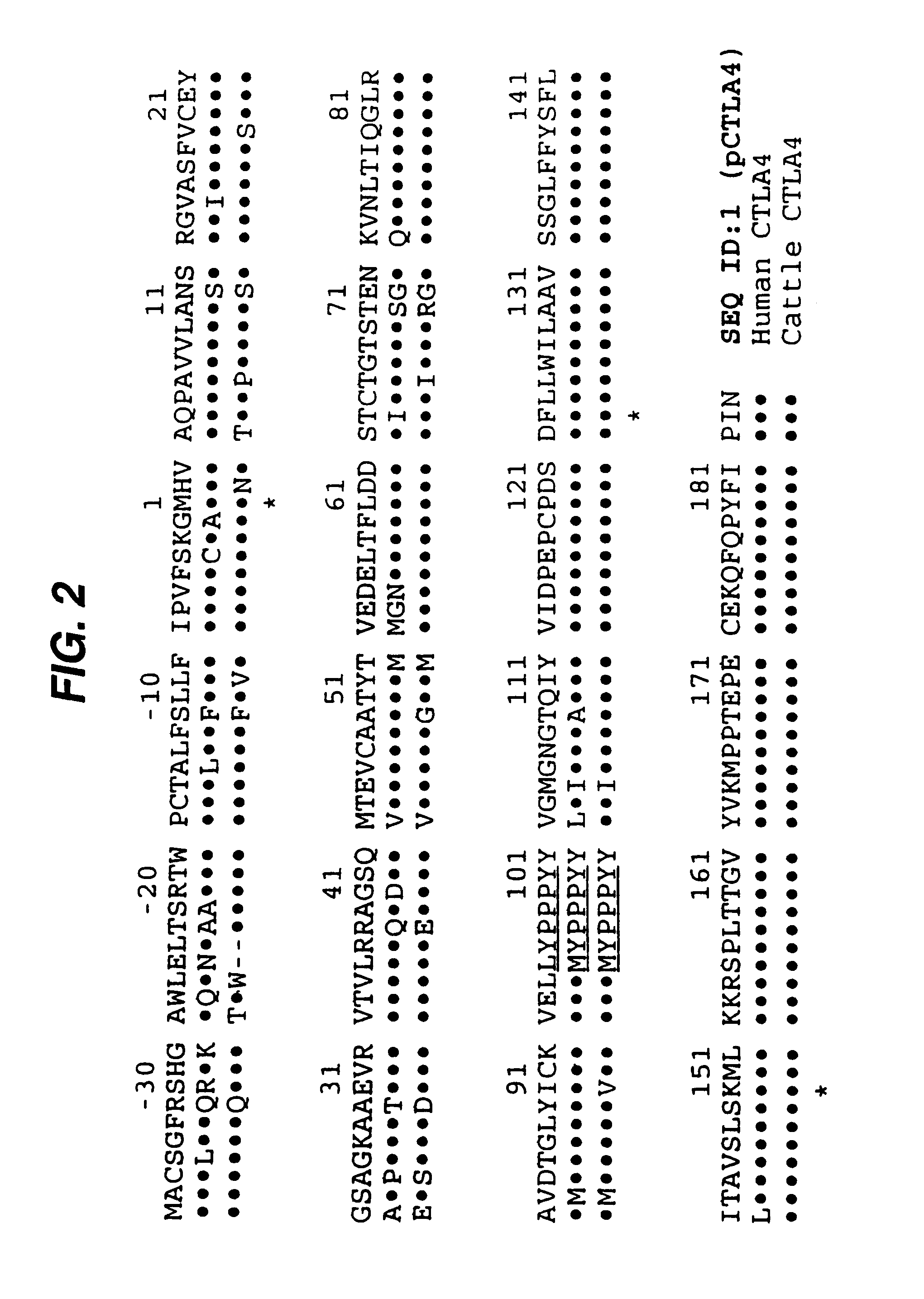 Porcine CTLA-4 for xenograft-specific immunosuppression