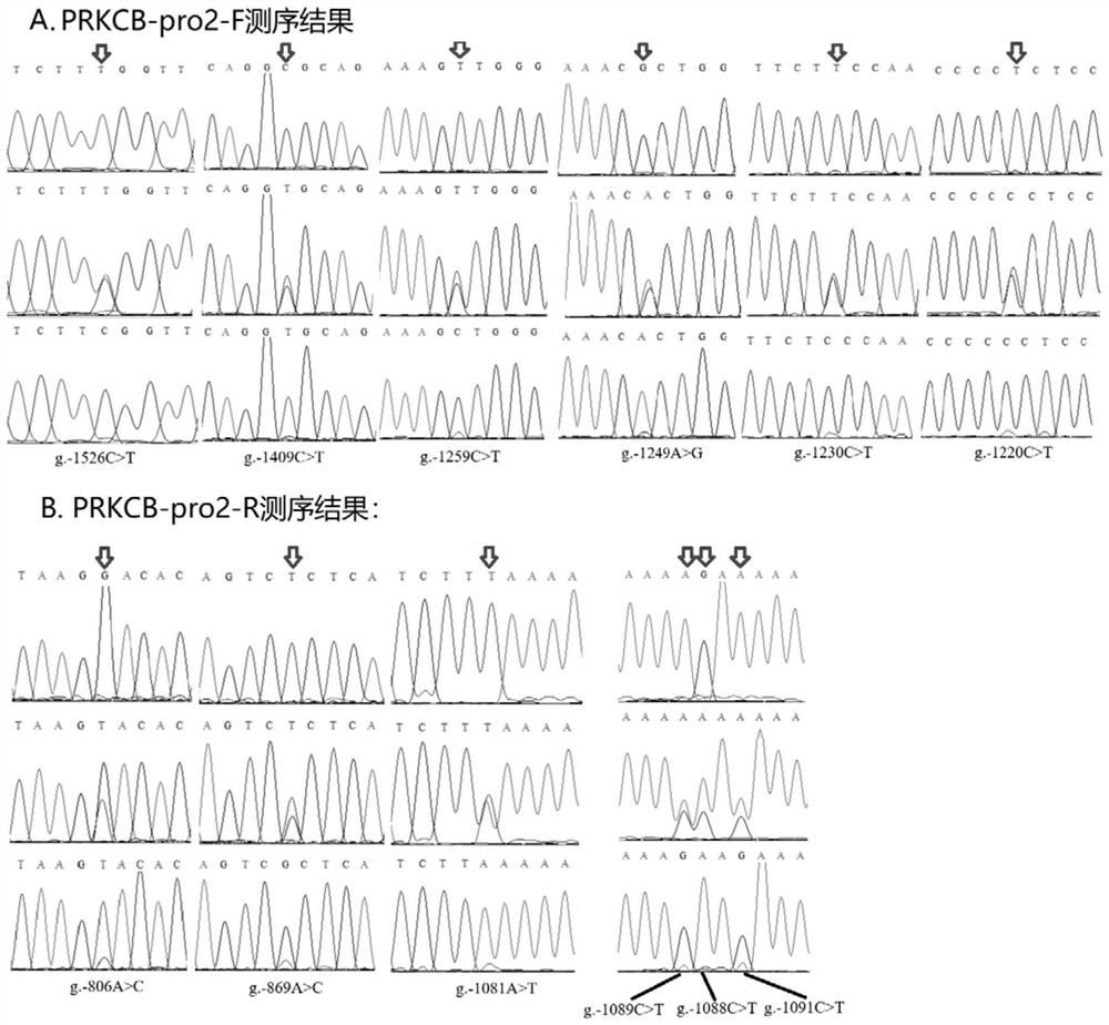 A set of SNP molecular markers for screening and/or detecting the abnormality rate of spermatozoa in breeding bulls