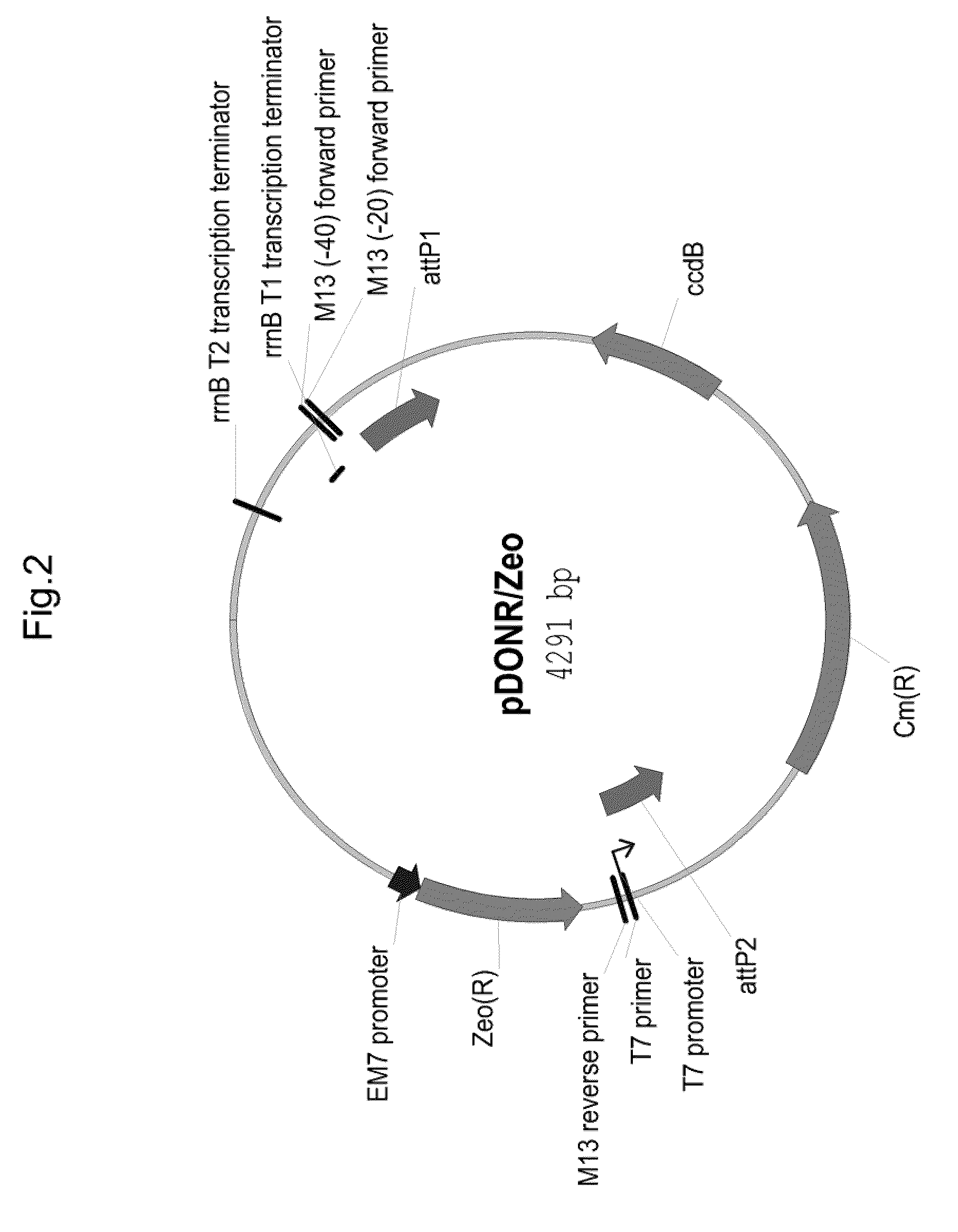 Plants With Altered Root Architecture, Related Constructs and Methods Involving Genes Encoding Leucine Rich Repeat Kinase (LLRK) Polypeptides and Homologs Thereof