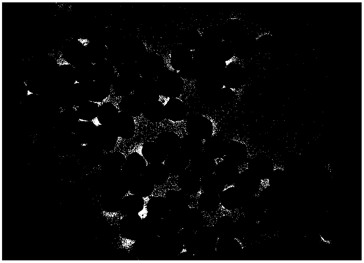 High-performance carbon-supported PdPtPb nanosheet catalyst for fuel cells and preparation method thereof