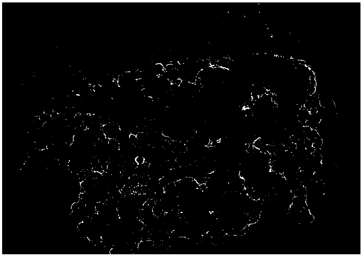 High-performance carbon-supported PdPtPb nanosheet catalyst for fuel cells and preparation method thereof