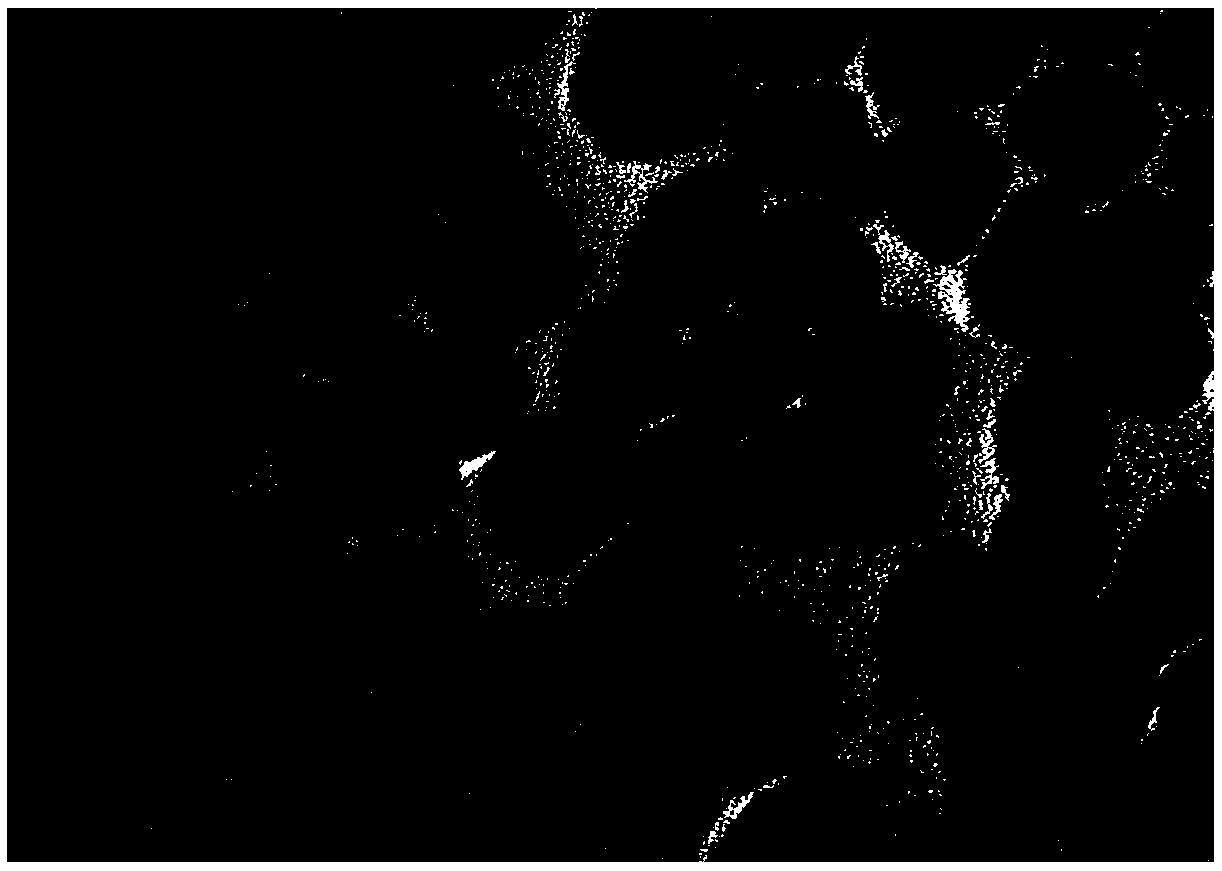 High-performance carbon-supported PdPtPb nanosheet catalyst for fuel cells and preparation method thereof