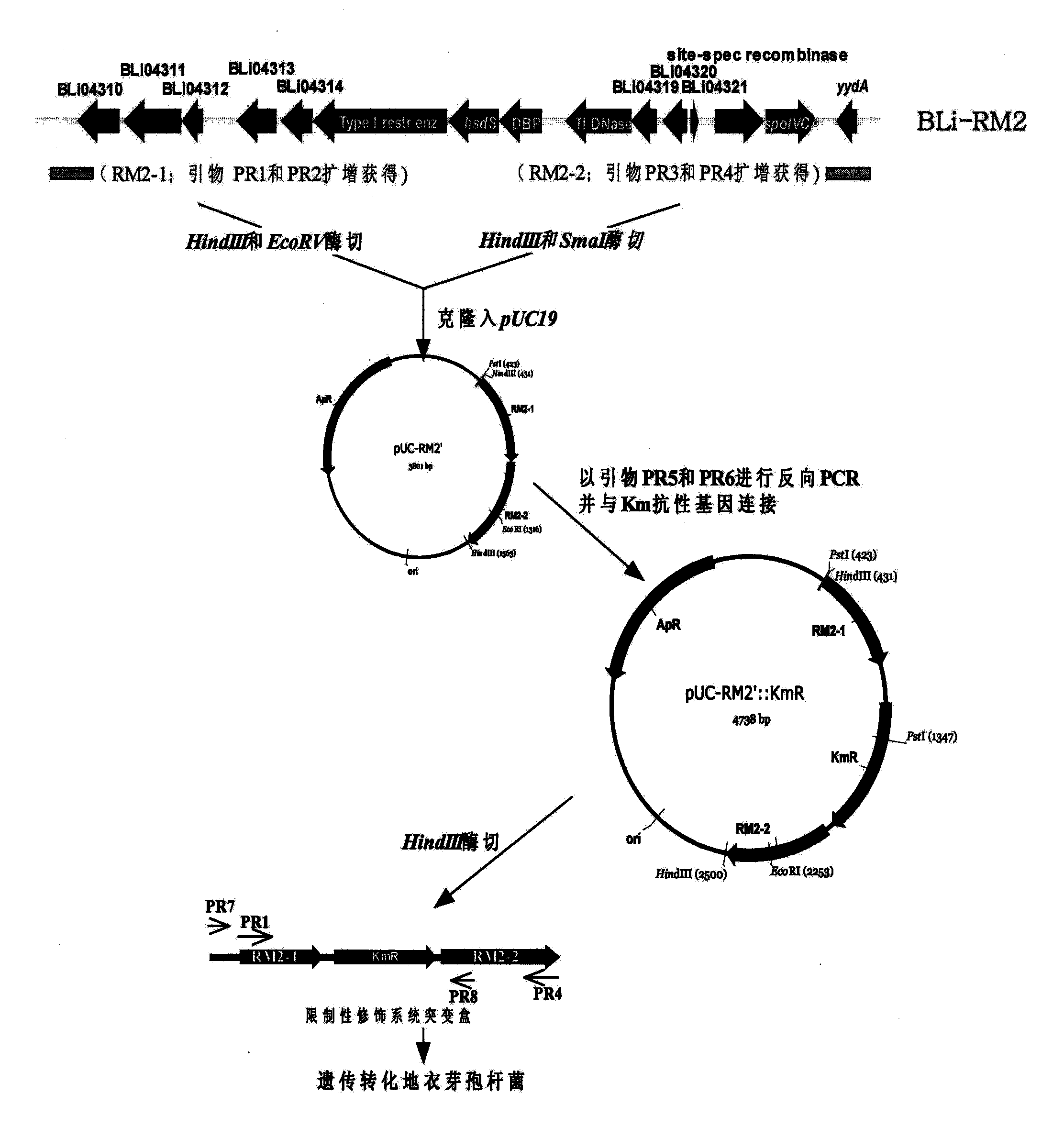 Host cell and method for efficient expression and secretion thereof in recombinant protein