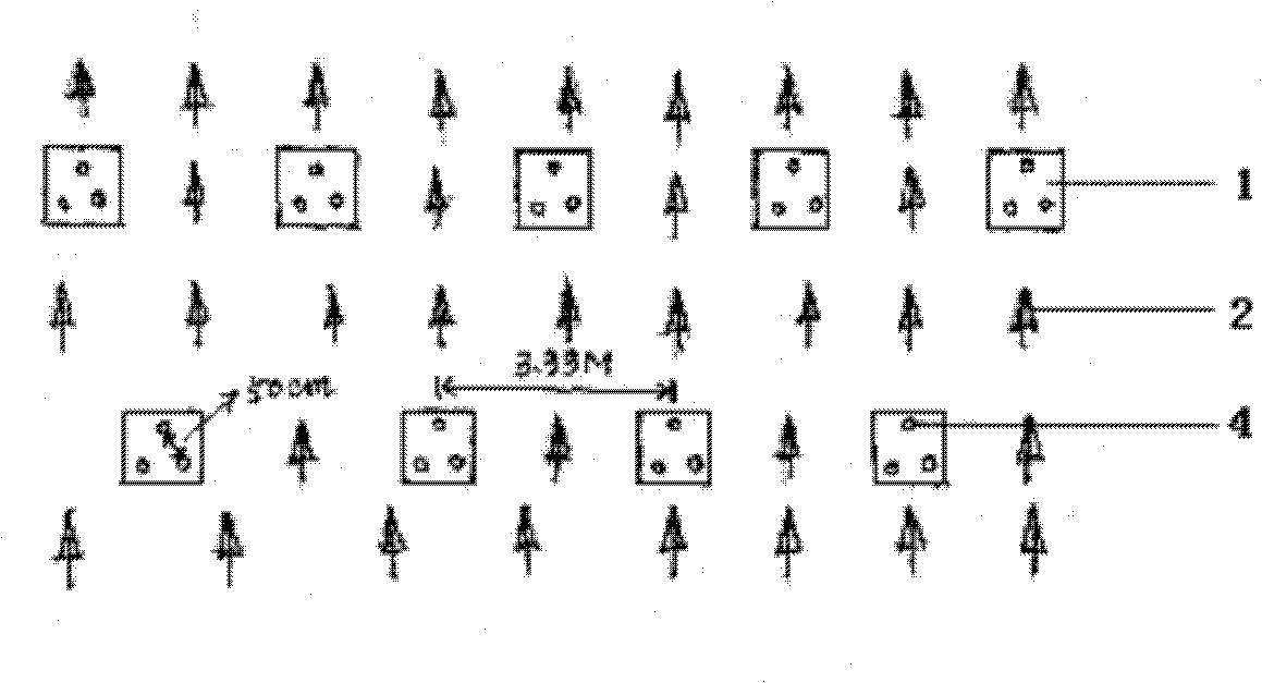 Pine-fir mixed forestation method using group planting