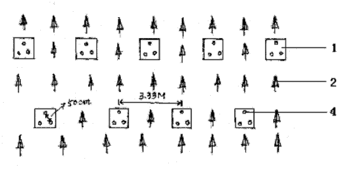 Pine-fir mixed forestation method using group planting