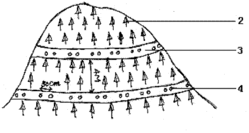 Pine-fir mixed forestation method using group planting