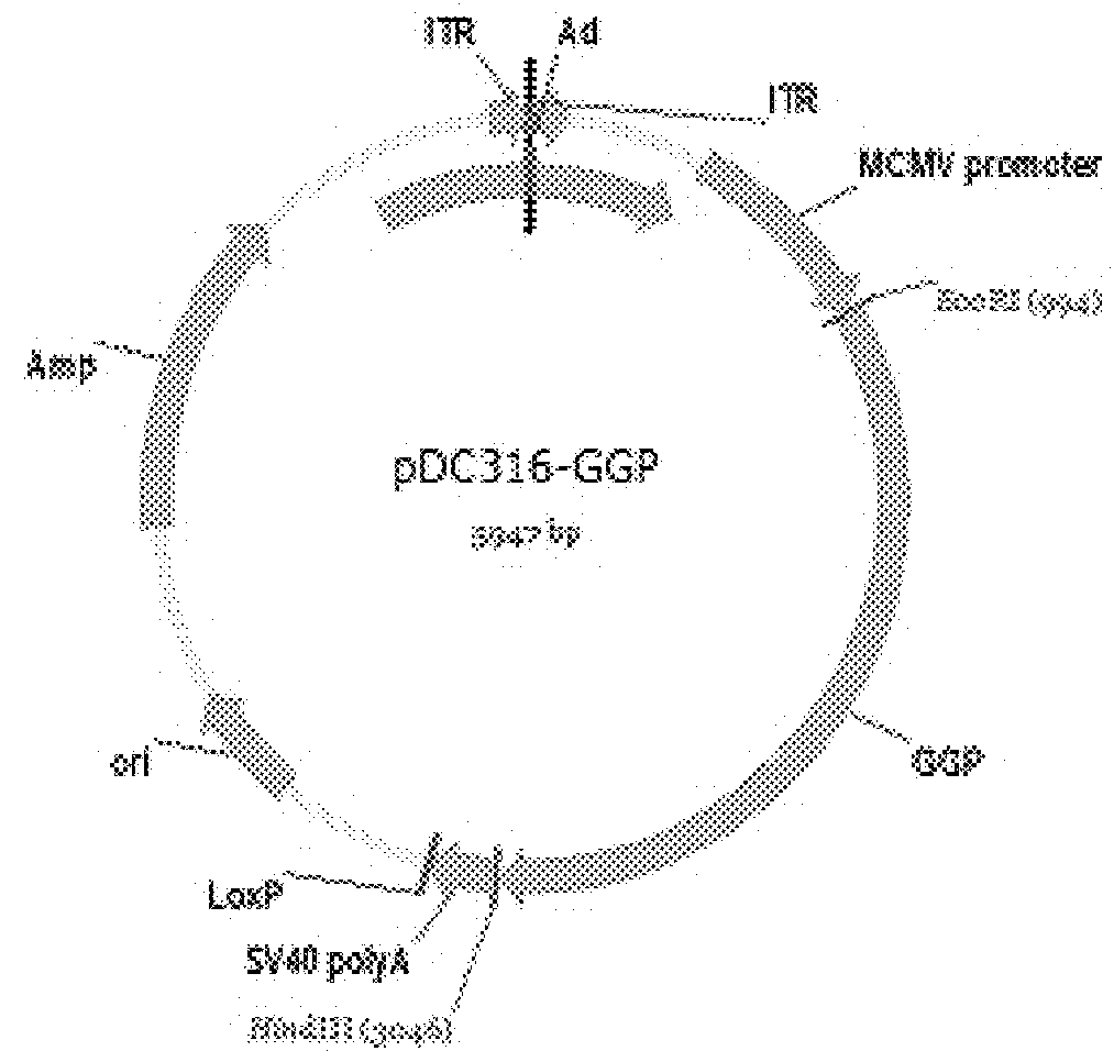 Ebola Virus Disease Vaccine Taking Human Replication Deficient Adenovirus As Vector