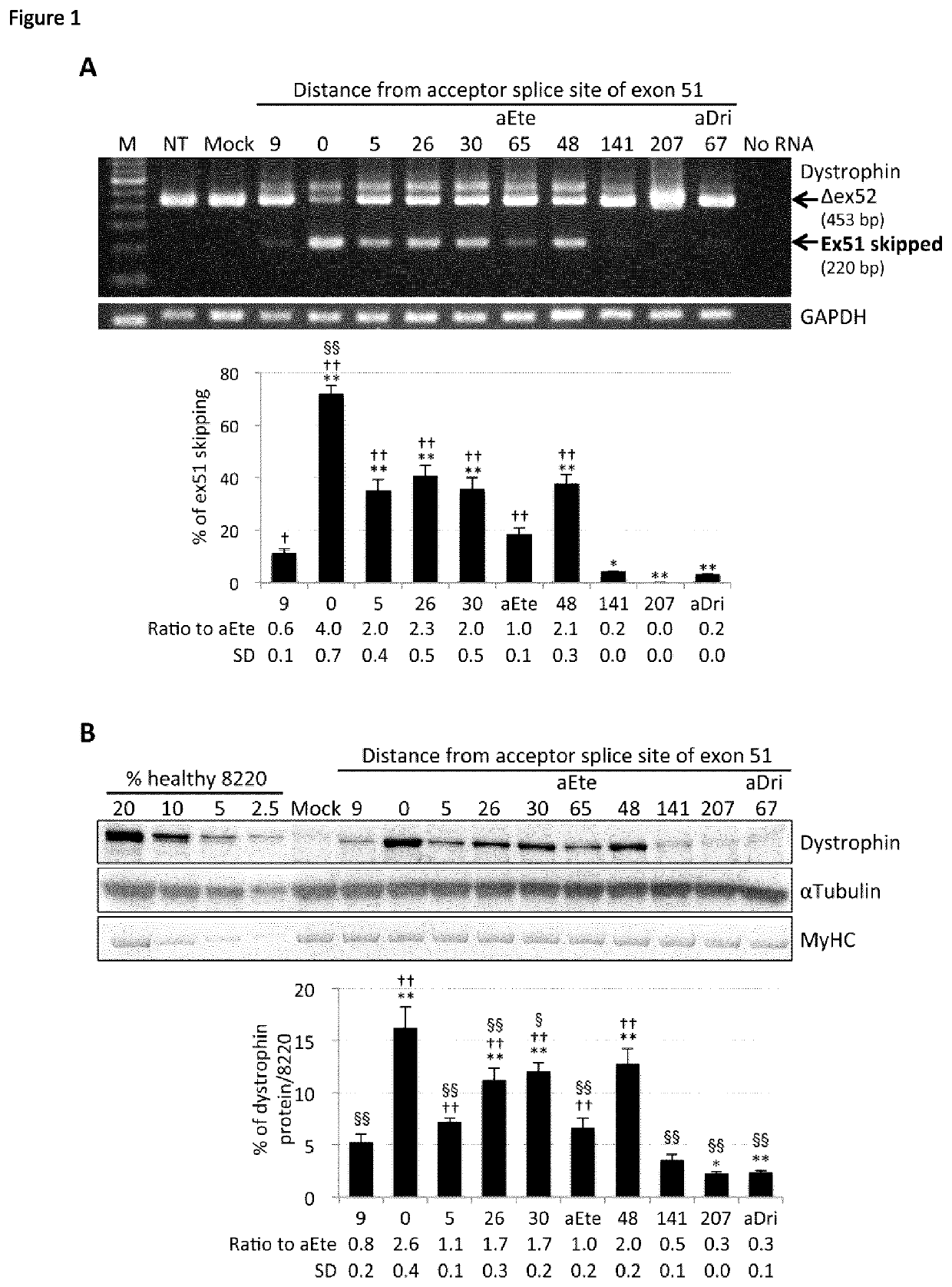 Antisense oligonucleotides that bind to exon 51 of human dystrophin pre-mrna