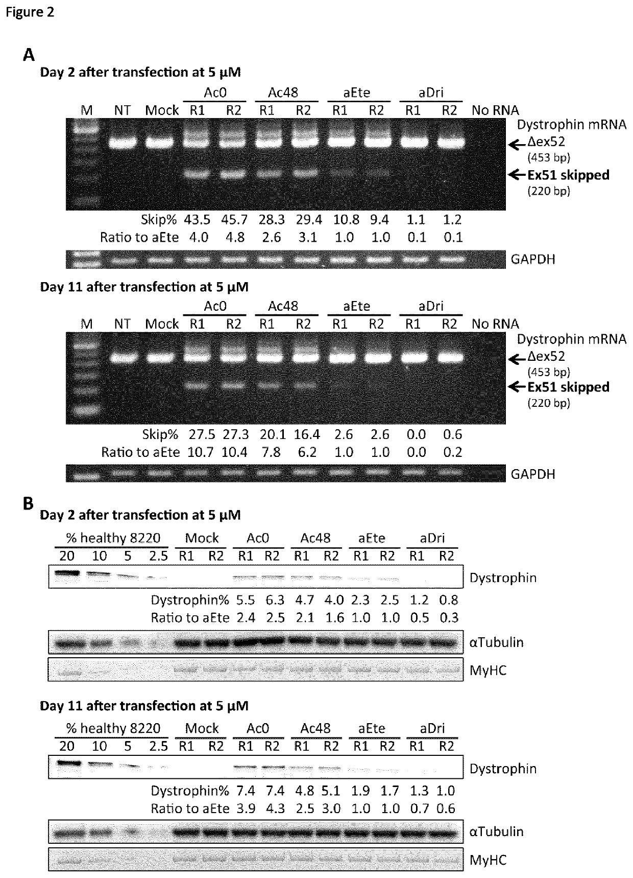 Antisense oligonucleotides that bind to exon 51 of human dystrophin pre-mrna