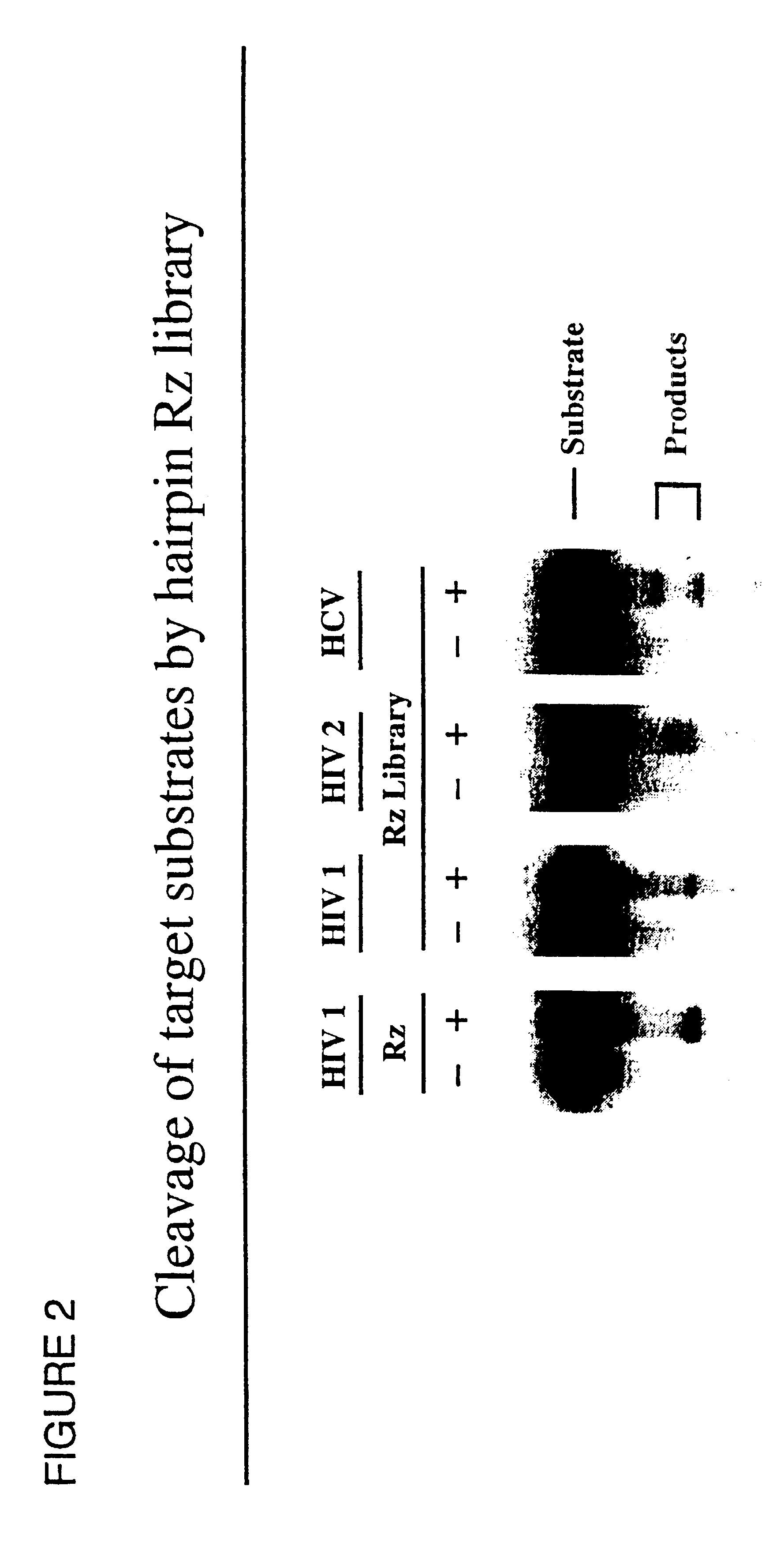 Gene functional analysis and discovery using randomized or target-specific ribozyme gene vector libraries