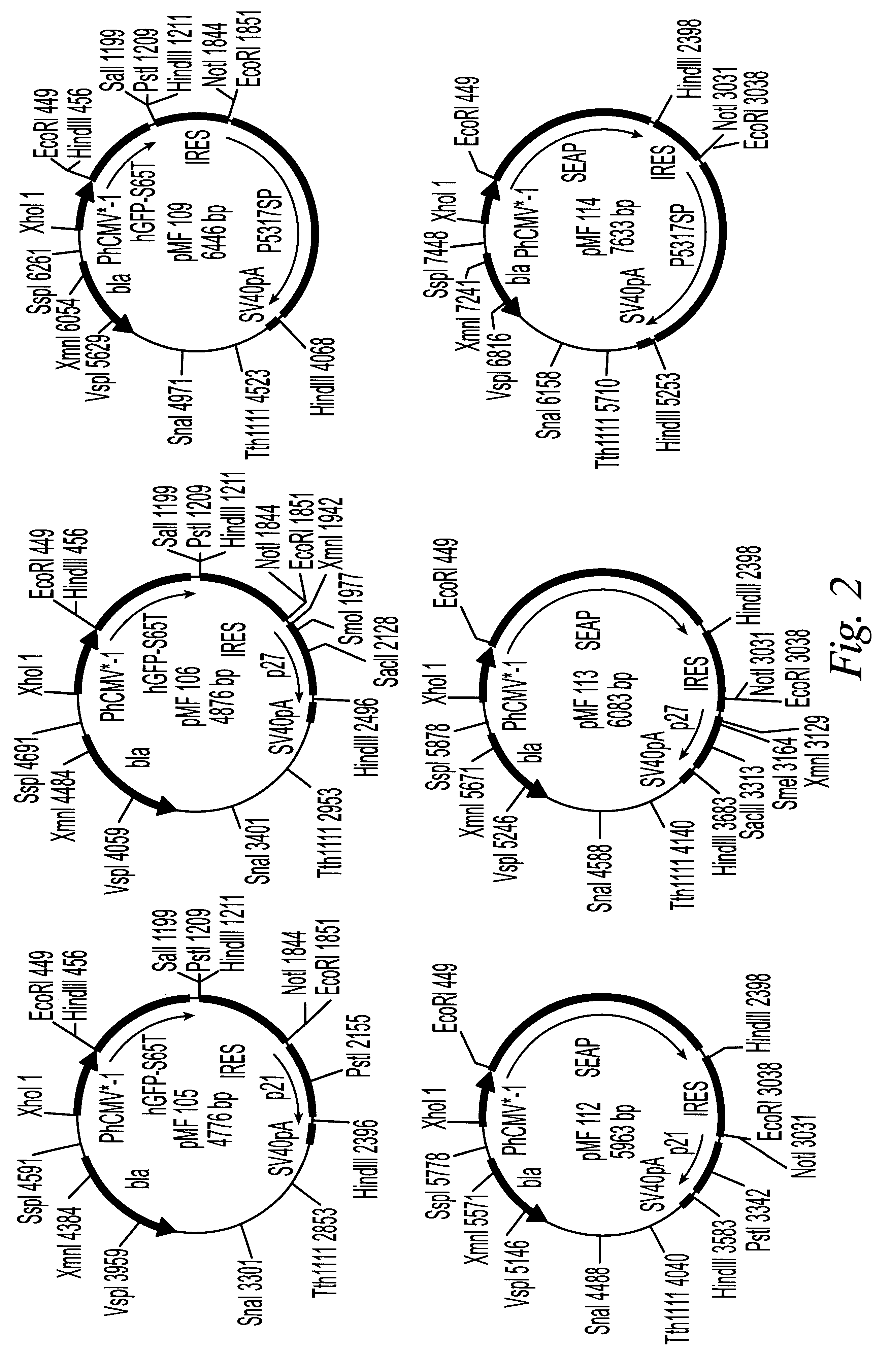 Cytostatic process increases the productivity of cultured cells