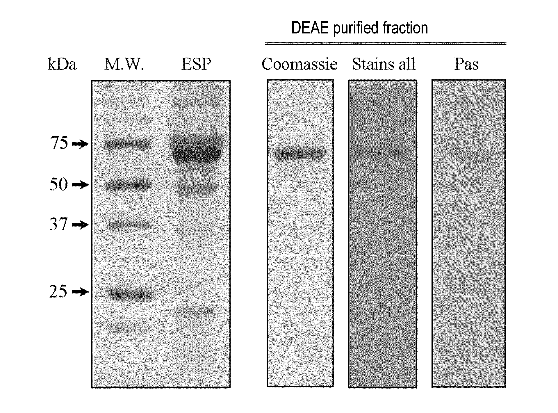 Stable amorphous calcium carbonate comprising phosphorylated amino acids