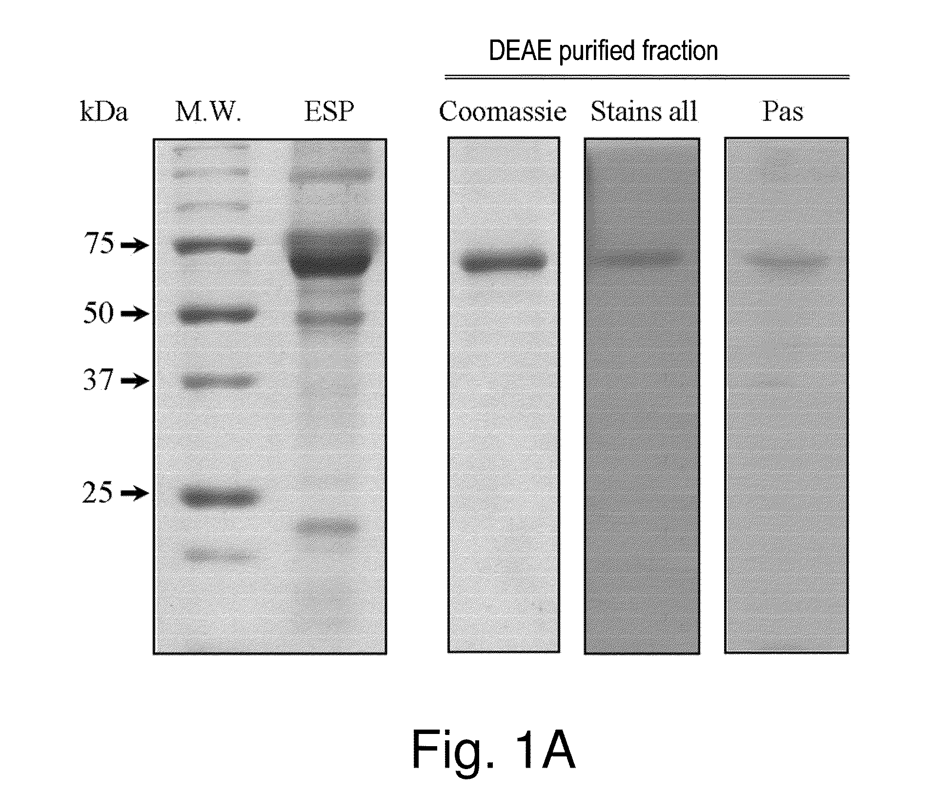 Stable amorphous calcium carbonate comprising phosphorylated amino acids