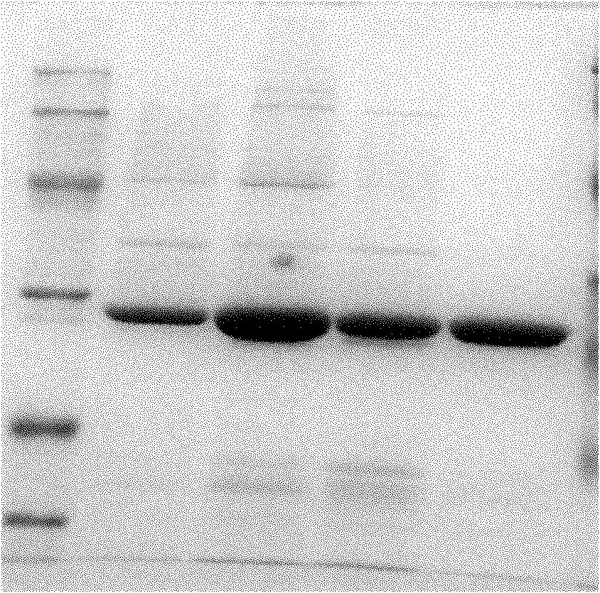 Construction method of mycobacterium tuberculosis fusion protein Mtb 10.4-Hsp16.3, expression method thereof, purification method thereof and application thereof