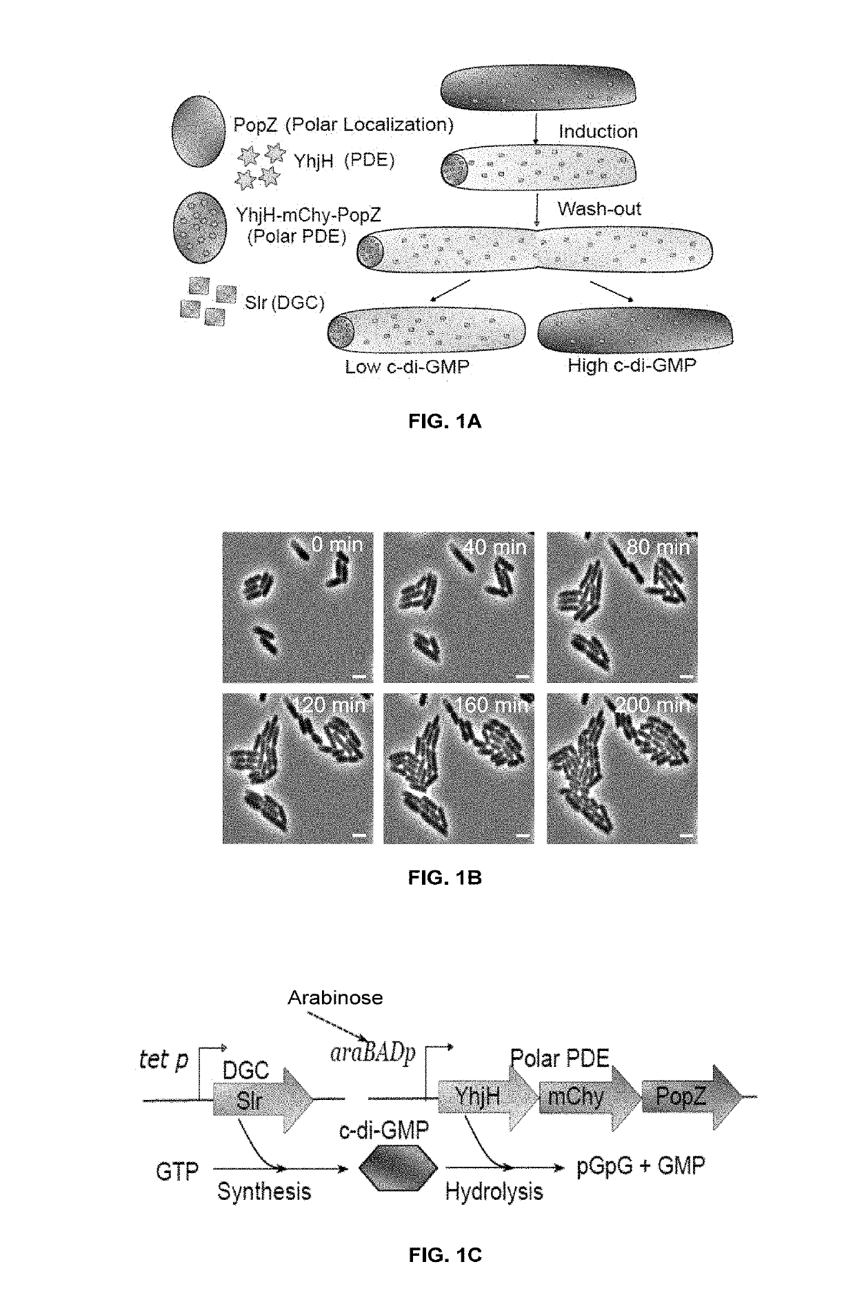 Microbial stem cell technology