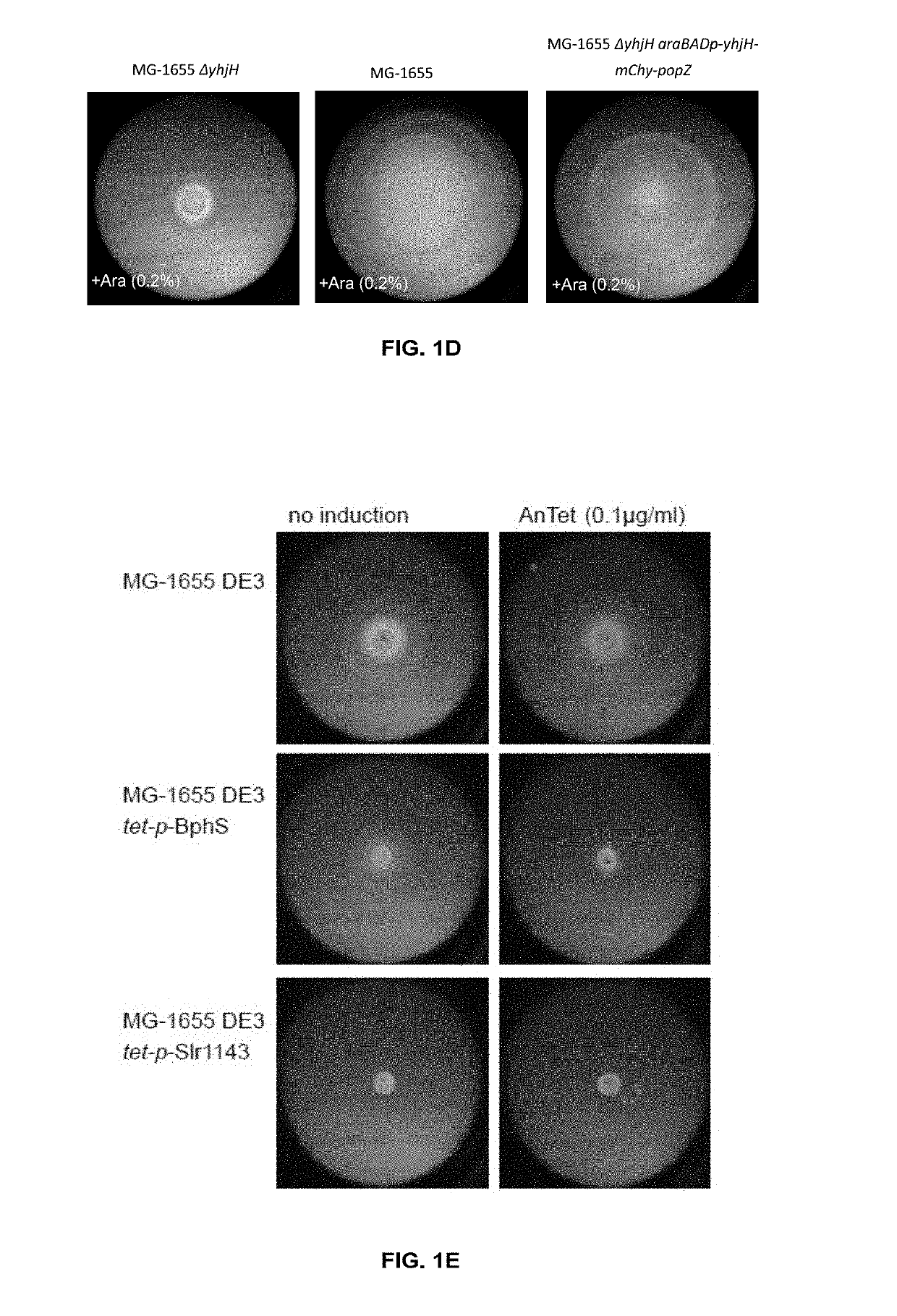 Microbial stem cell technology