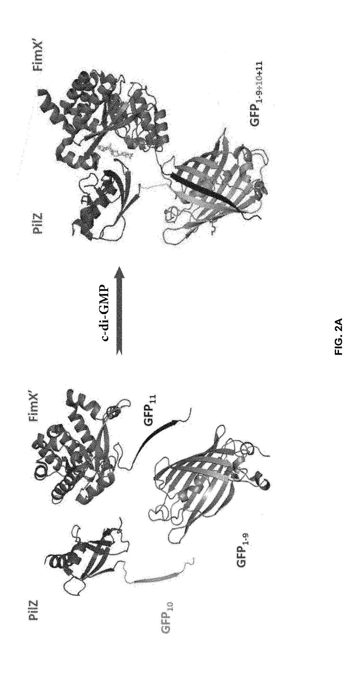 Microbial stem cell technology