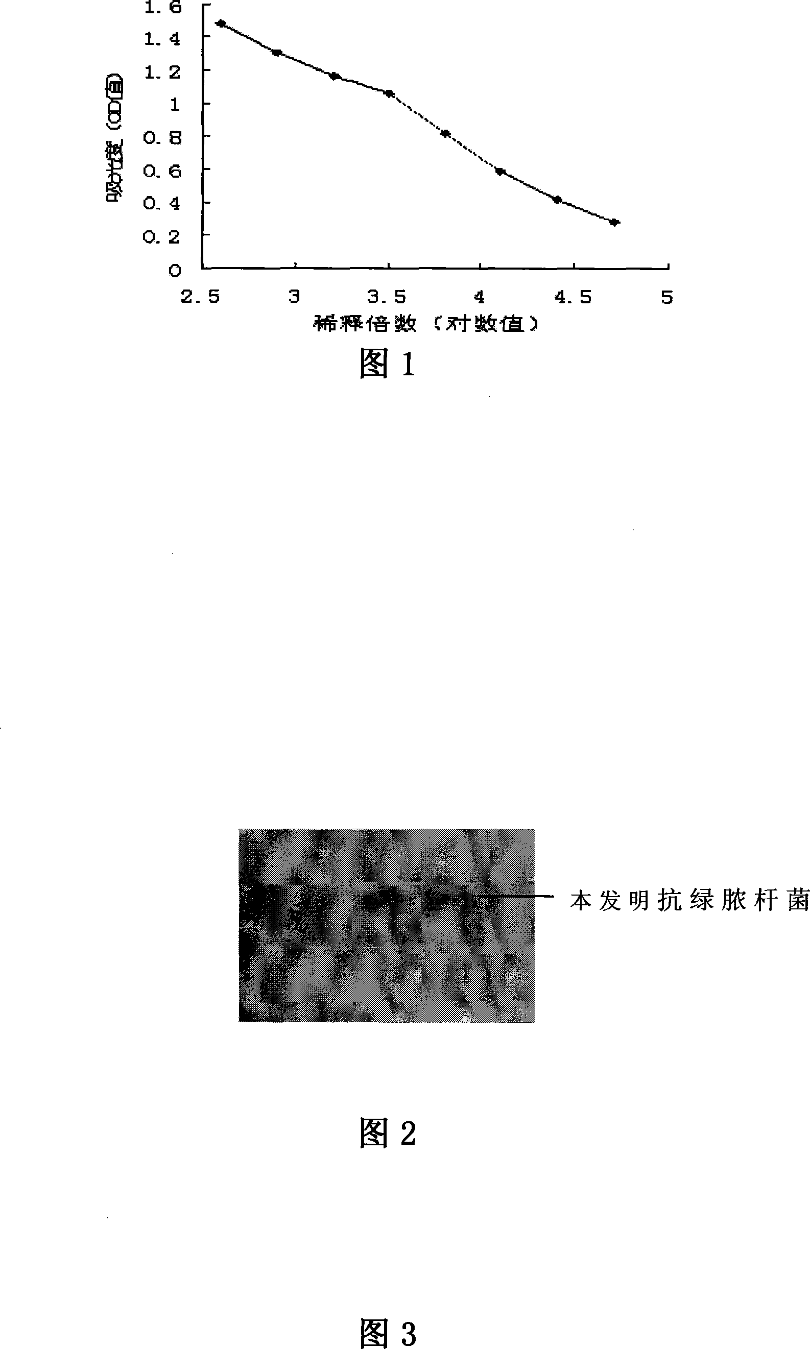 Pseudomonas aeruginosa resisting Fab' fragment