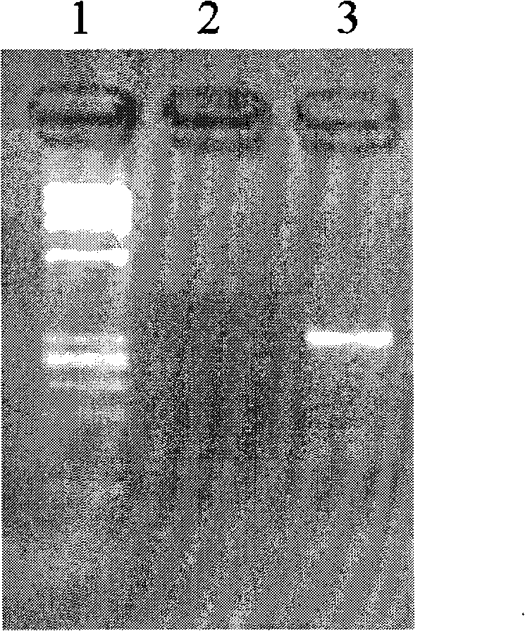 Method for washing and recycling membranate glass slide for microdissection