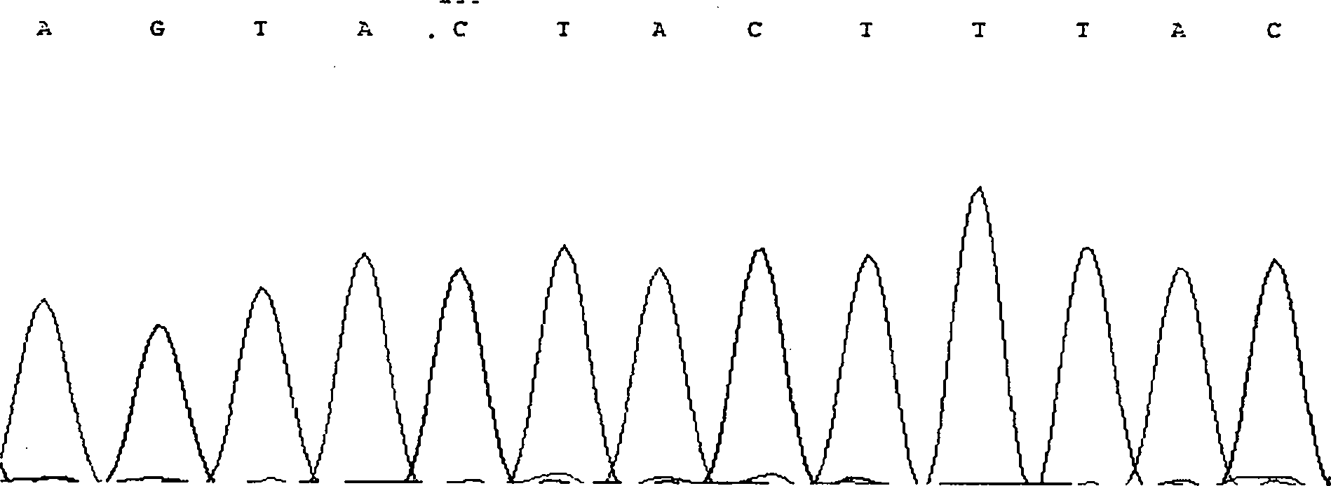 Qinchuan cattle FoxO1 gene mononucleotide polymorphism molecular marker detection method and application