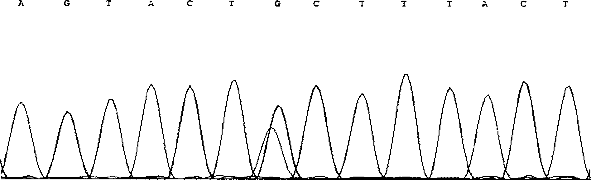 Qinchuan cattle FoxO1 gene mononucleotide polymorphism molecular marker detection method and application