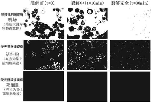 Method of harvesting cells on three-dimensional microcarrier