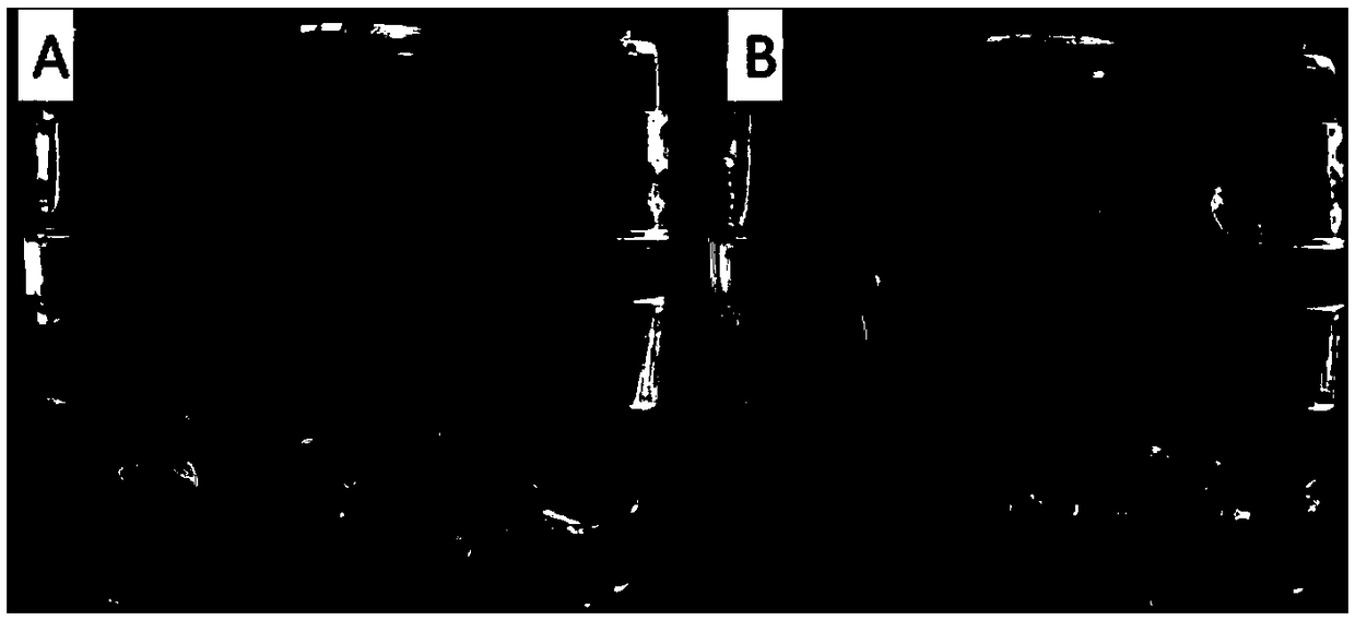 Method for increasing elongation of soybean tissue culture cluster buds and improving genetic transformation efficiency