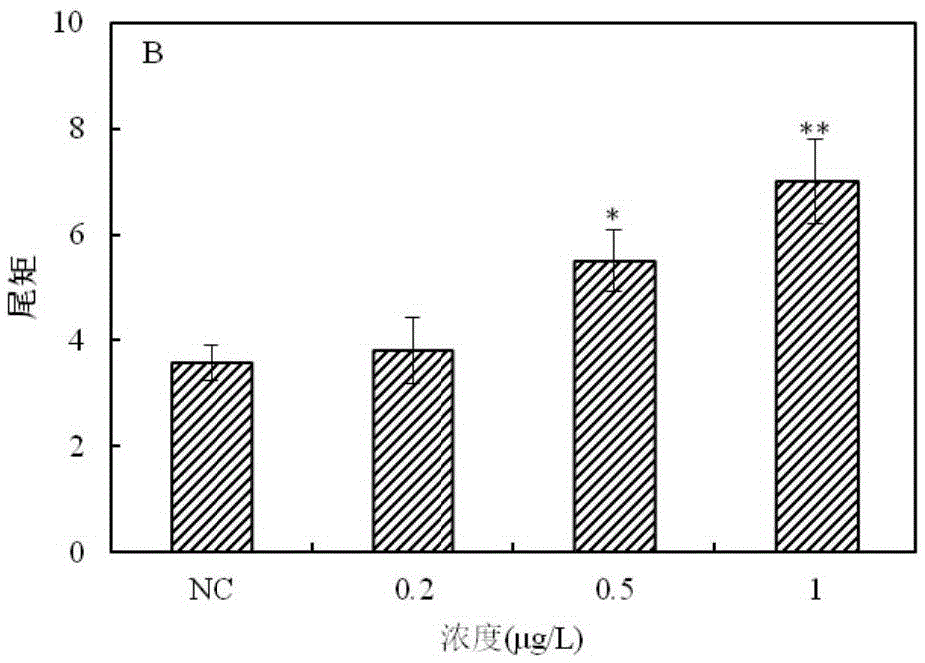 Method for detecting genotoxic agent in water by utilization of Pseudorasbora parva