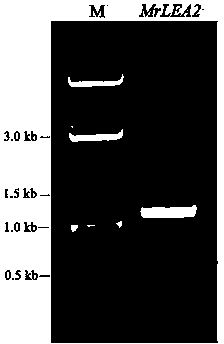 Medicago ruthenica late-embryogensis abundant protein gene and application thereof